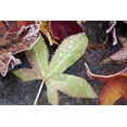 thumbnail image 2 of Posterazzi DPI1871364LARGE Autumn Colored Leaves Frozen In A Creek Poster Print, 38 x 24, 2 of 4