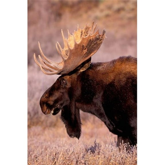 Posterazzi PDDUS51AWO0000 Bull Moose Grand Teton National Park Wyoming Poster Print by Art Wolfe - 18 x 27 in.