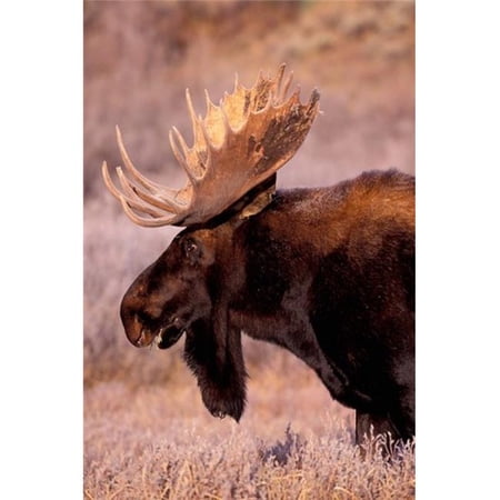 Bull Moose Grand Teton National Park Wyoming Poster Print by Art Wolfe - 18 x 27 in.
