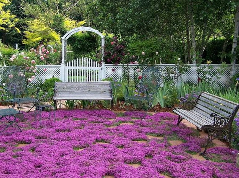 dwarf creeping thyme ground cover ufl eds