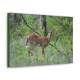 thumbnail image 2 of Majestic White Tailed Deer Art Majestic White Tailed Deer Print Animal Wall Art Wildlife Canvas Prints Wall Art Ready to Hang Unframed, 2 of 18