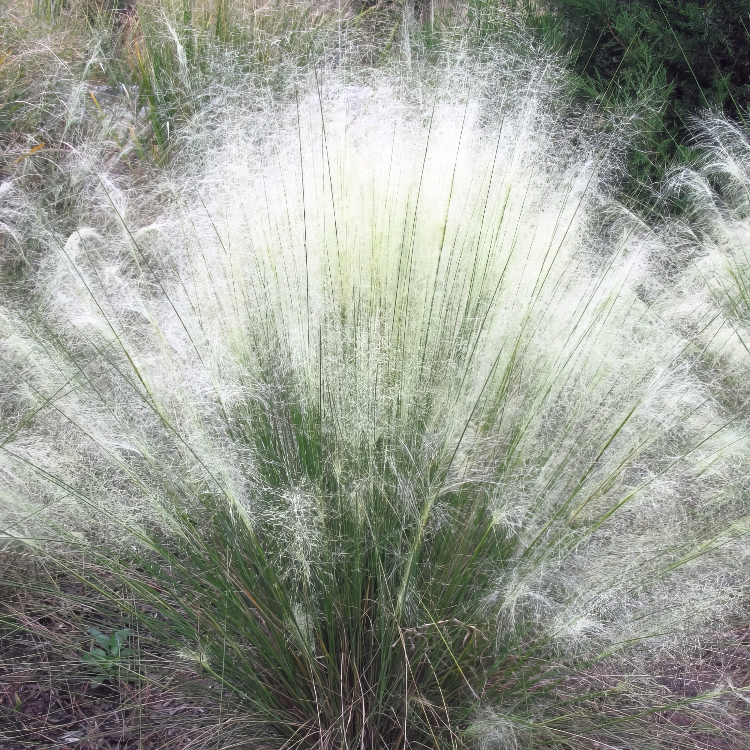 National Plant Network 3 gal. White Cloud Muhly Grass Plant