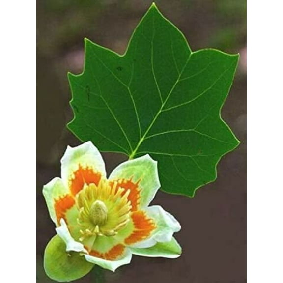 25 Tulip Poplar Seeds for Planting - Stunning Tulip Shaped Flowers - Fast Growing Tree