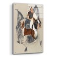 thumbnail image 2 of Epic Art 'Boston Terrier 2' by Barbara Keith, Acrylic Glass Wall Art, 24"x36", 2 of 8