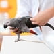 thumbnail image 4 of COSMOBETTY 100Ud Para Jaula De Pájaros Absorbente Y Conveniente Para Mascotas, 4 of 6
