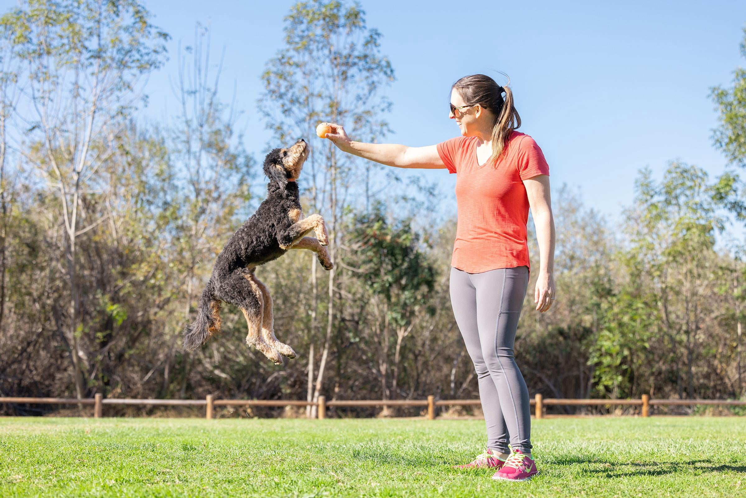 Chuckit! Birthday Fetch Dog Ball, Medium 2.5" Fetch Toy for Dogs, for Pets 20-60 lbs, Pack of 1, Multicolor