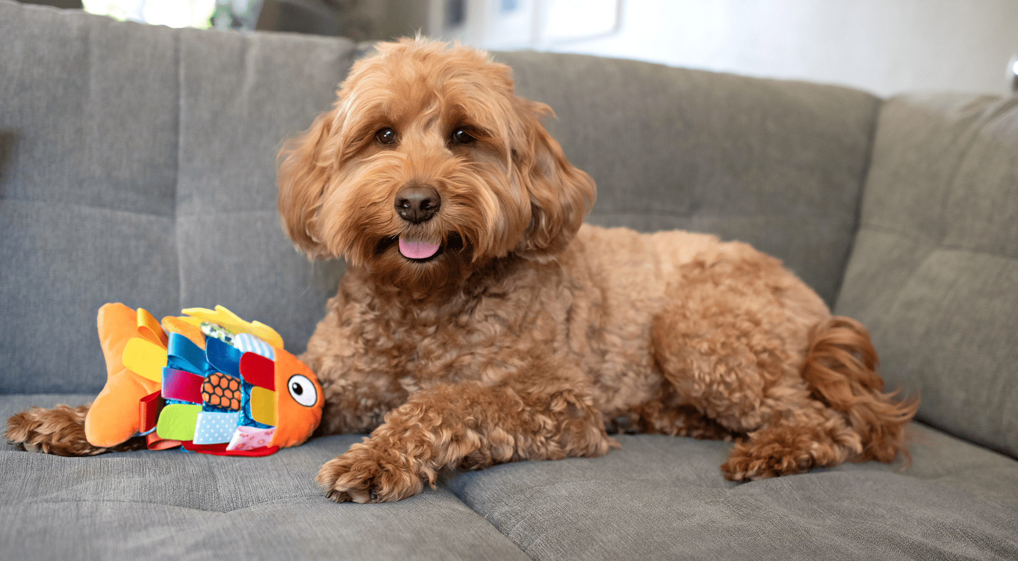 Vibrant Life Flappy Fish Plush Dog Toy with Crinkle and Squeaker, Multicolor