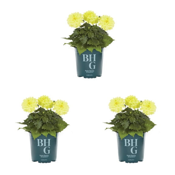 Better Homes & Gardens 2QT Yellow Dahlia Live Annual Plant Sun 3-Pack