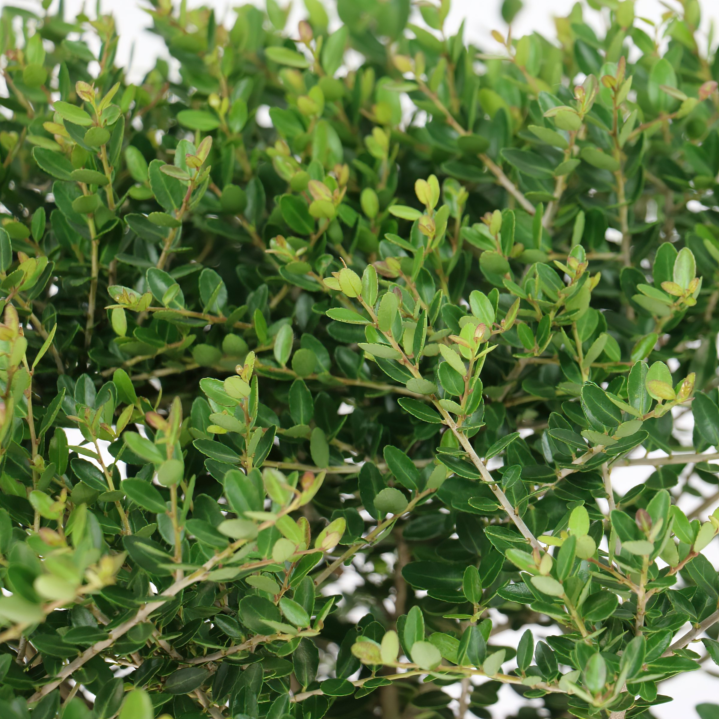 National Plant Network 3 gal. Ilex Taylor's Rudolph Dwarf Yaupon