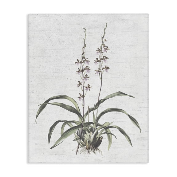 Stupell Industries Shabby Chic Blooming Herb Bud Canvas Art, 16 x 20, by Lettered and Lined