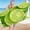 Beach Towels A, variant on LACKUST Kiwi Fruit Beach Towel - Quick-Dry Microfiber Towel for Beach and Pool, 27.56x55.12 Inches