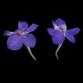 thumbnail image 3 of 20 Piezas Secas Reales Prensadas para Artesanías de DIY Sunnimix Flores secas prensadas reales, 3 of 8