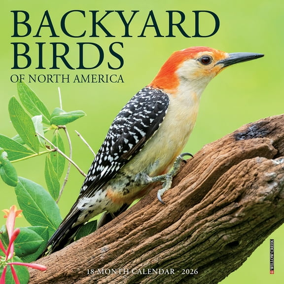 Backyard Birds Mini Wall Calendar, (Paperback)