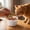 75#Yellow, variant on Silicone Pet Food Storage Container 8.2cm, Microwave and Freezer Safe Sealed Lid for Cat Wet Food, Airtight Mini Food Container for Fridge Storage, Reusable Food Grade Container for Pets