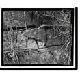 thumbnail image 2 of Historic Framed Print, Fort Barry, Bonita Ridge Access Road, Retaining Wall, Point Bonita, Marin Headlands, Sausalito vicinity, Marin County, CA - 5, 17-7/8" x 21-7/8", 2 of 9