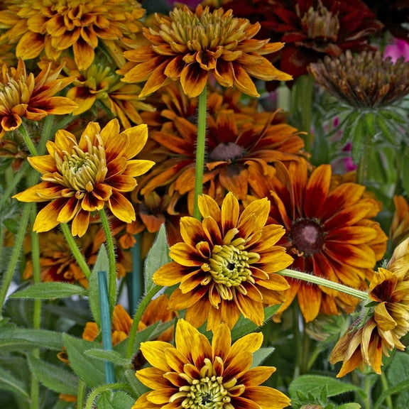 Rudbeckia (Black Eyed Susan) Seeds - Cherokee Sunset - 500 Seeds - Golden Yellow, Orange Blooms - Annual Black-Eyed Susan Flower Garden Seed