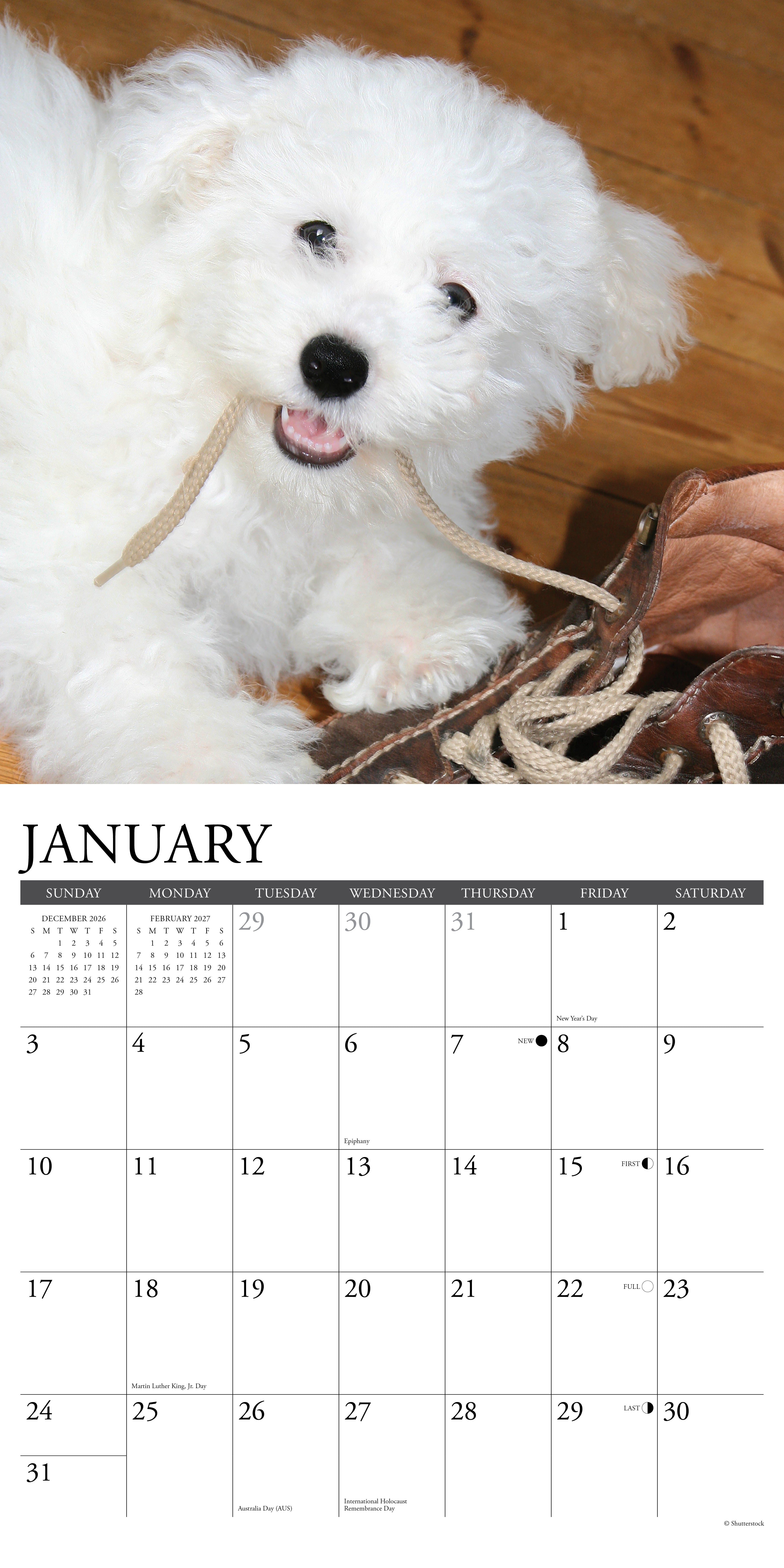 Willow Creek Press, Bichon Frises 2027 Wall Calendar