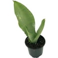 thumbnail image 5 of ragnaroc - Live Snake Plant – Moonshine Sansevieria Trifasciata – Tropical Plant in 4” Pot +6” Plant Height, Indoor House Plant in Pot, Potted Succulent Plant, 5 of 5