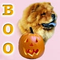 thumbnail image 2 of CafePress - Chow Chow Boo Infant Bodysuit - Baby Light Bodysuit, Size Newborn - 24 Months, 2 of 4