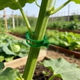 thumbnail image 5 of Support 100Pcs Reusable Garden For Climbing Adjustable Vine For Tomatoes Cucumbers Vines To Grow Garden Cl, 5 of 5