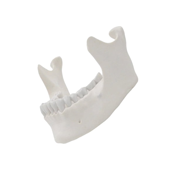 Yokua Adult Lower Jaw Bone Model Lower Jaw Model Teaching Aid for Science Class