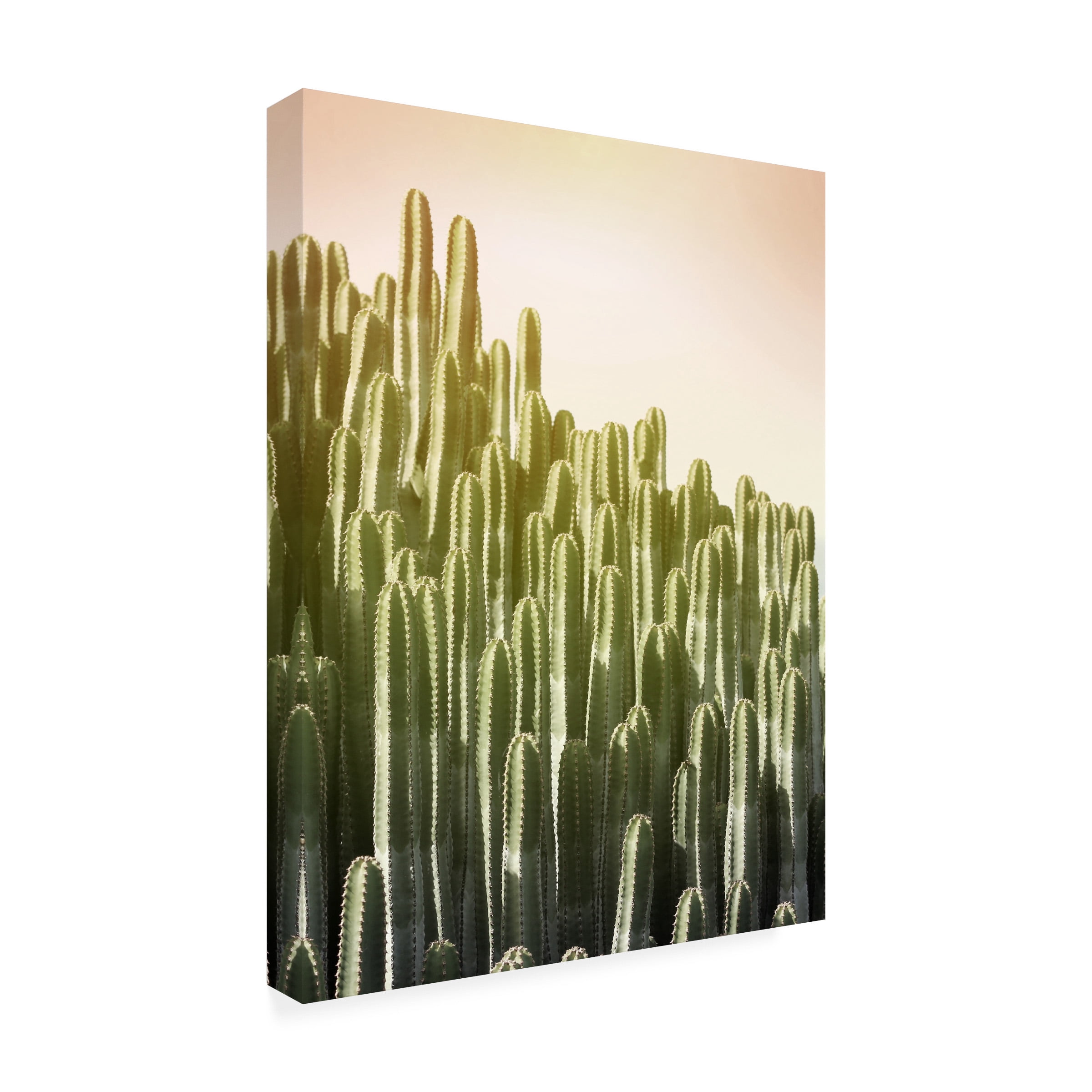 Lexie Greer 'Pink Sky Cactus' Outdoor Canvas