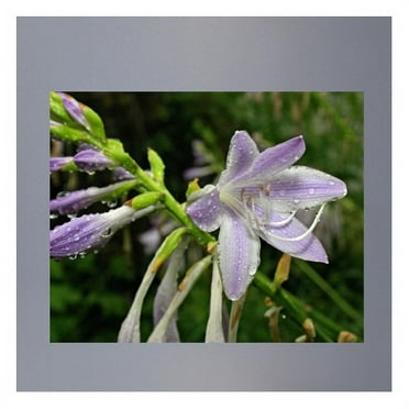 Wallhogs Batie Wet Flower Wall Mural