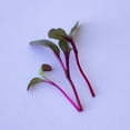 thumbnail image 3 of Beet Microgreens Seeds –  5 Lb ~120,000 Seeds – Beta vulgaris – Non-GMO, Heirloom, Open Pollinated, Annual, 3 of 6