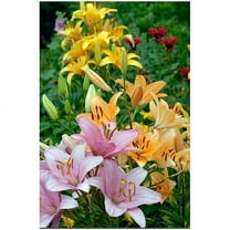 Trademark Art "Lovely Lilies" Canvas Art by Kurt Shaffer, 16x24