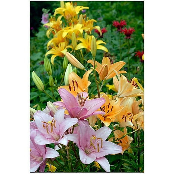 Trademark Art "Lovely Lilies" Canvas Art by Kurt Shaffer, 16x24