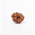 thumbnail image 3 of Navratan Gems Certified 8 Mukhi Nepali Rudraksha Bead For Men & Women | Natural Eight Face Rudraksha for Strength & Focus, 3 of 7