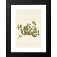 thumbnail image 2 of Mary Vaux Walcott 18x24 Black Modern Framed Museum Art Print Titled - Partridgeberry. Mdtchella Repens (1925), 2 of 5
