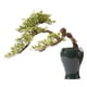 thumbnail image 1 of Bonsái artificial grande for interiores, decoración de bonsái tallada en raíz de madera con maceta de cerámica, adornos creativos de plantas falsas for el hogar y la oficina, 1 of 7