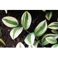 thumbnail image 3 of 15 SOLOMONS SEAL Polygonatum Canaliculatum Flower Seeds, 3 of 11