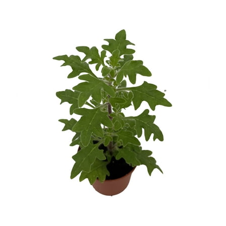 Duck Foot Swedish Ivy Plant - Plectranthus - 2.5" Pot