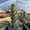 9"-11" tall, variant on Rare Cactus - Cereus Validus Spiralis (9"-15" tall)