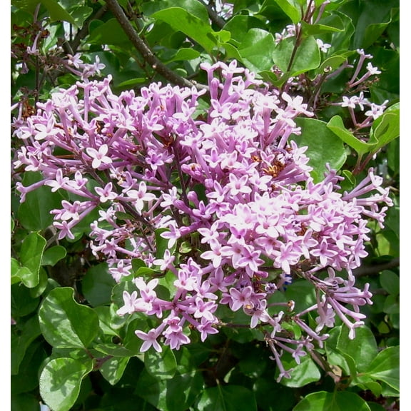 Dwarf Korean Lilac - 3 Gallon Shrub