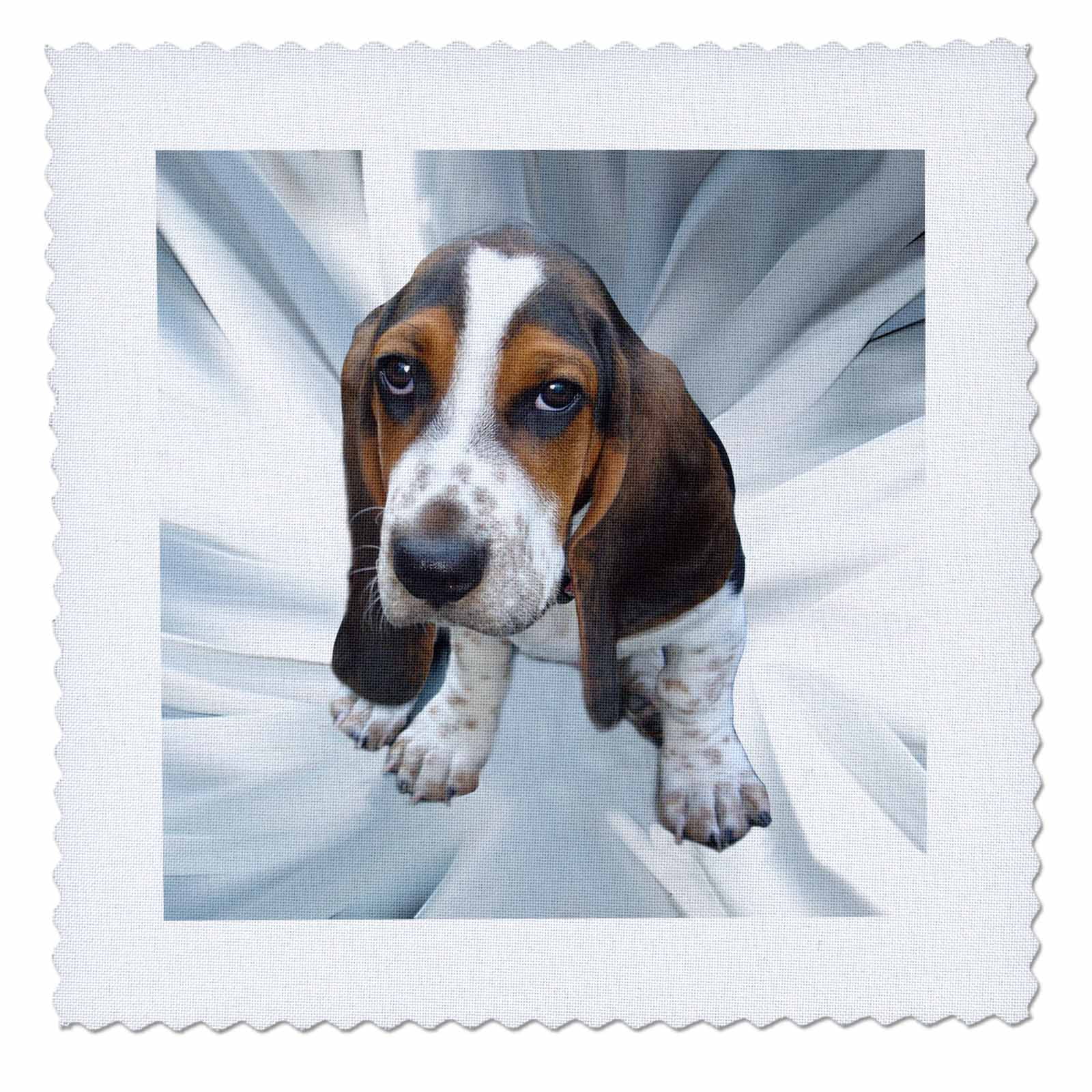 3dRose Basset Hound Quilt Square, 10 by 10inch