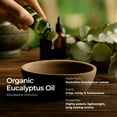 thumbnail image 3 of Gya Labs Organic Eucalyptus Essential Oil for Diffuser - Eucalyptus Essential Oil Organic for Skin, Humidifier & Hair (0.34 fl oz), 3 of 8