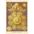 thumbnail image 2 of Haeckel, Ernst 17x24 Black Ornate Wood Framed with Double Matting Museum Art Print Titled - Haeckel Nature Illustrations: Jelly Fish, 2 of 4