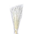 thumbnail image 1 of Toystoory Flores secas portátiles, plantas artificiales ligeras, flores naturales, ramo de hierba seca para sala de estar, boda, hogar Decoración del hogar Blanco Toystoory HA073024-02, 1 of 6