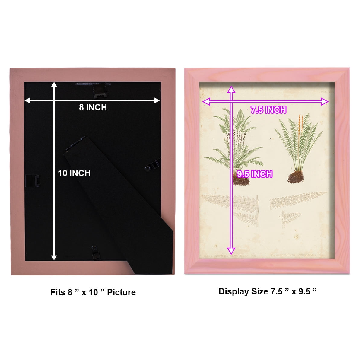 Fern Study III -Framed Print w/glass-Sunset Pink