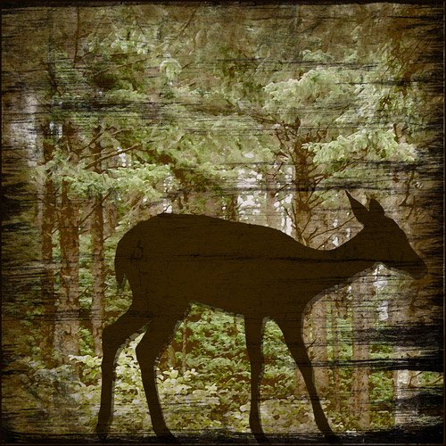 Deer Landscapes B