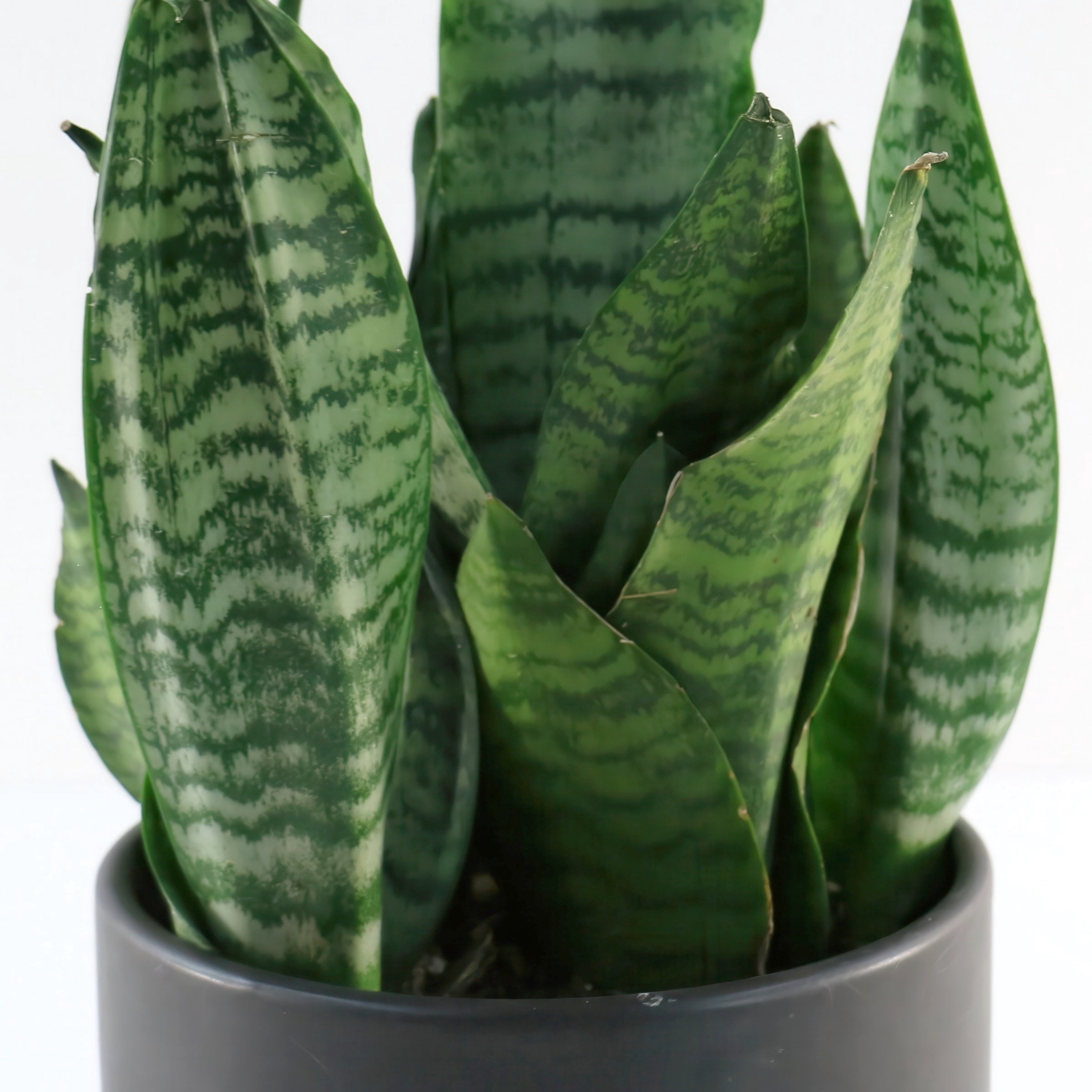 6 in. Sansevieria Zeylanica Superba Plant in Grower Container