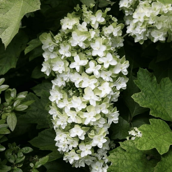 White Oakleaf Hydrangea Live Plant, Dormant Tree, Hydrangea Plant for Outdoor Garden, 6'' in Quart Pot