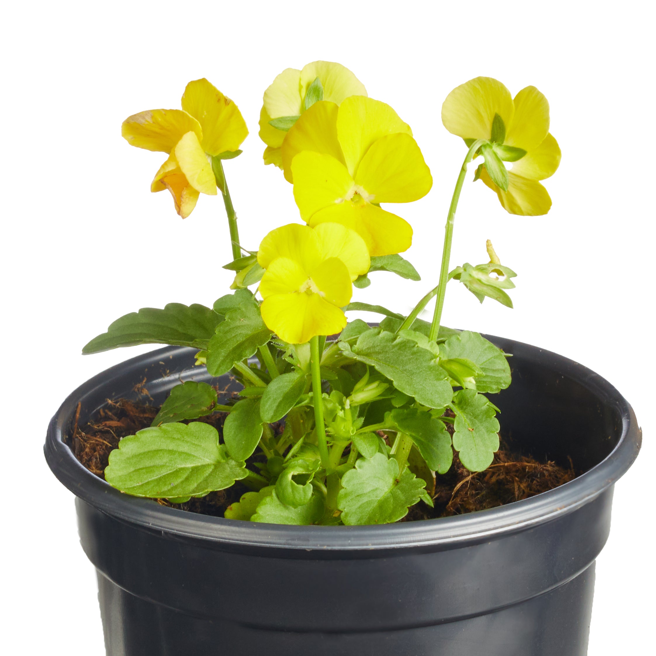 Ferry-Morse Plantlings Viola Sorbet Harvest Mix Live Baby Flower