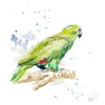 thumbnail image 2 of Pinto, Patricia 20x20 White Modern Wood Framed Museum Art Print Titled - Amazon Parrot III, 2 of 4