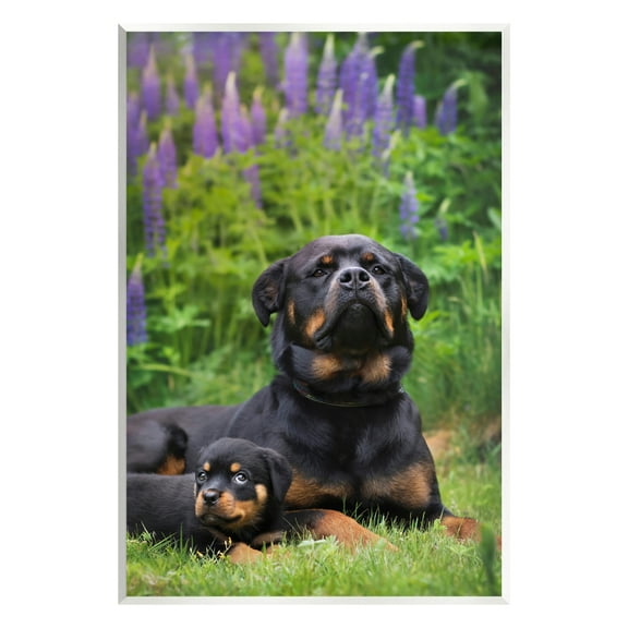 Stupell Industries Rott Puppies in Meadow Animals & Insects Photography Unframed Art Print Wall Art, 10 x 15