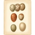 thumbnail image 2 of Vision Studio 15x18 Gold Ornate Wood Framed with Double Matting Museum Art Print Titled - Bird Egg Study I, 2 of 4