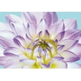 thumbnail image 2 of Fossey, George 14x11 White Modern Wood Framed Museum Art Print Titled - DAHLIA IN TEAL I, 2 of 4
